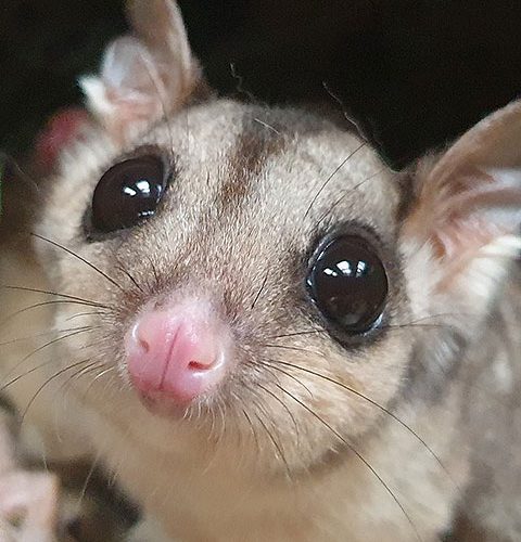 Kuranda Koala Gardens