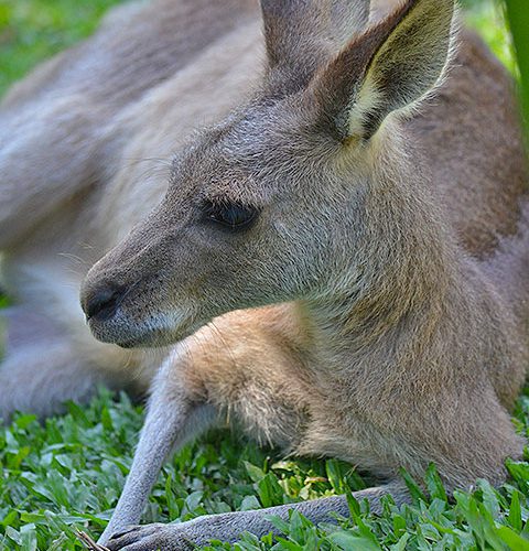 Eastern Grey Kangaroos