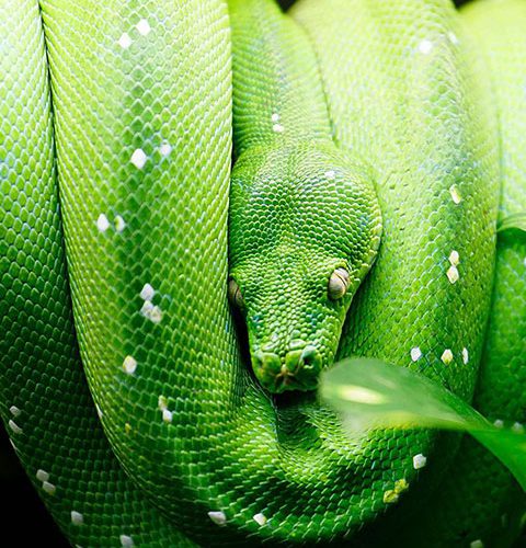 Green Tree Python