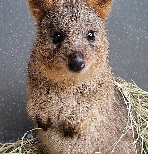 Kuranda Koala Gardens