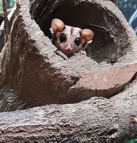 Squirrel Glider