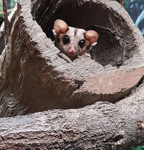 Squirrel Glider