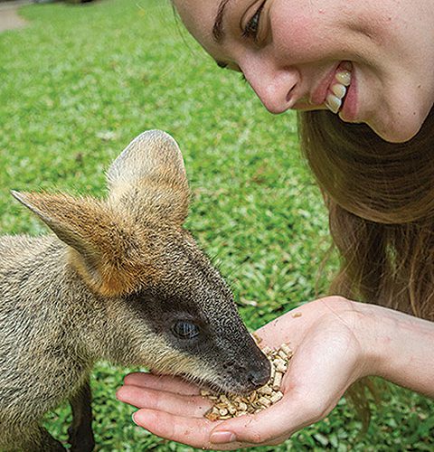 Kuranda Koala Gardens