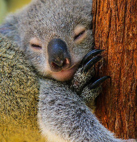 Kuranda Koala Gardens