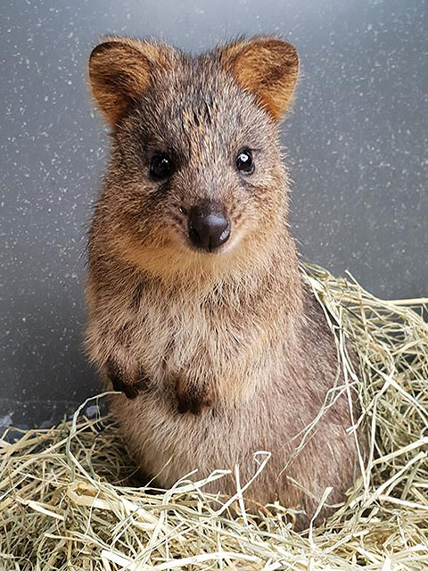 Kuranda Koala Gardens Animals - A Collection Of Furry Friends